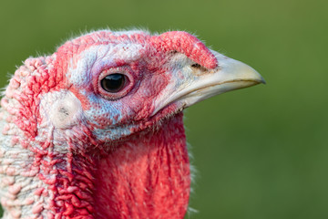 Close up of a turkey head isolated on green with a shallow depth of field and copy space