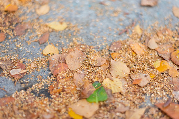 Colourful fall leaves on sidewalk