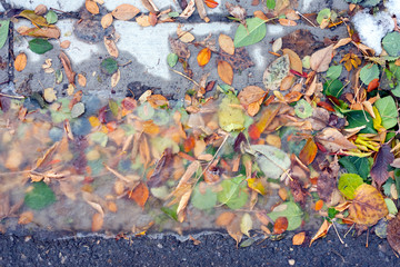Colourful fall leaves in ice on sidewalk