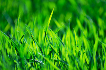 green grass background with selective focus