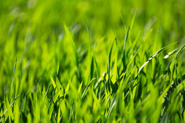 Fototapeta premium green grass background with selective focus