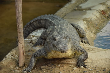 crocodile