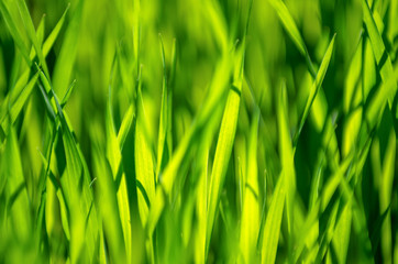 green grass background with selective focus