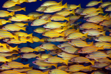 Schooling Blue Striped Snappers