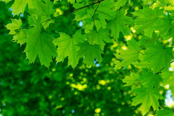 Fototapeta na wymiar green leaves on the summer forest