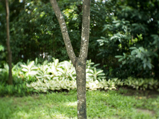 Obraz premium Tree in the garden