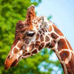 muzzle of a giraffe close-up