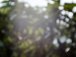 green leaf background