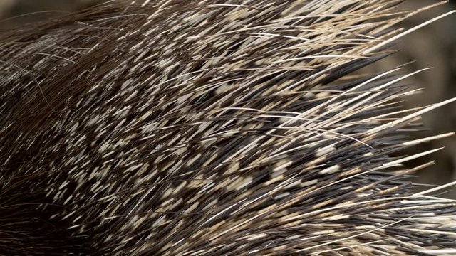 Indian crested porcupine (Hystrix indica) quills