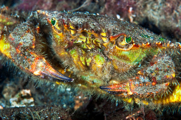 A helmet crab sitting on the bottom of Puget Sound