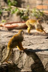 Obraz premium Squirrels monkeys at the zoo