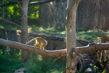 Squirrels monkeys at the zoo