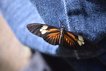 butterfly