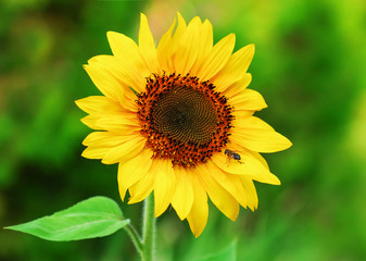 Close-up of a beautiful sunflower and bee in a field