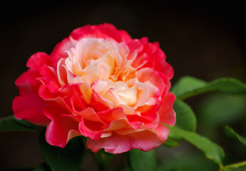 Pink roses on the bush, macro, rose garden