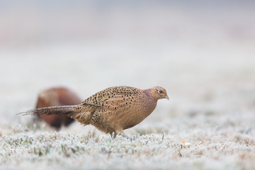 Birds - Common Pheasant (Phasianus colchicus) male - cock