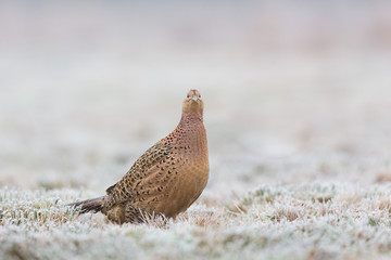 Birds - Common Pheasant (Phasianus colchicus) male - cock