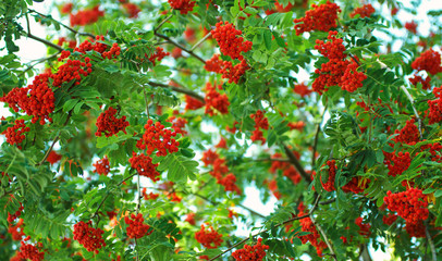 Obraz premium Rowan tree, close-up of bright rowan berries on a tree