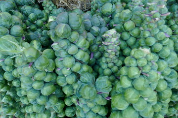Brussels sprouts on stems at a market in winter,
(Brassica oleracea var. Gemmifera)