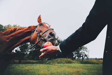 Wedding couple on a walk with horses