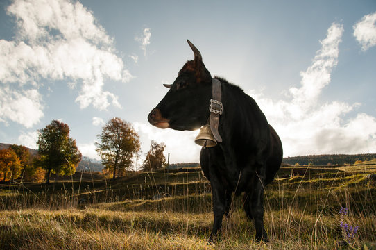 H&eacute;rens black cow with bell 