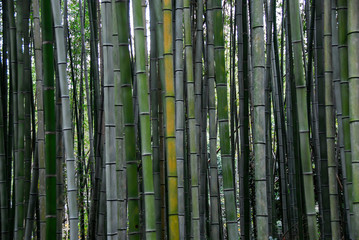 Fototapeta premium Bamboo, Kyoto, Arashiama