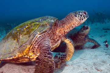 Fototapeta premium Green Sea Turtles