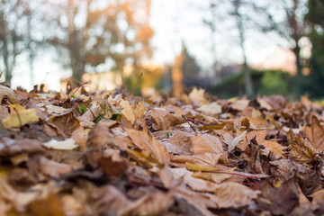 autumn leaves at sunset