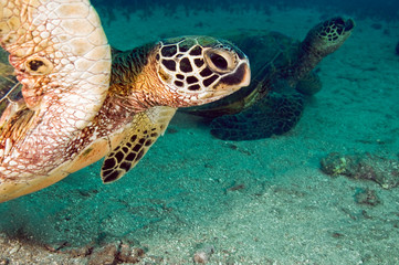 Fototapeta premium Green Sea Turtle
