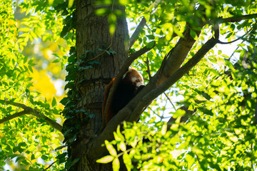 Fototapeta premium Red panda sitting at the tree