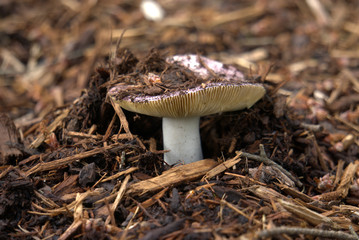 mushroom in the forest