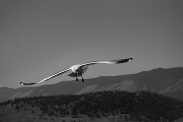 A seagull is flying in the sky. Birds in flight. Beautiful landscape with a flying seagull