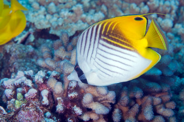 Naklejka na ściany i meble A thread fin butterfly fish makes it's home on a coral reef.