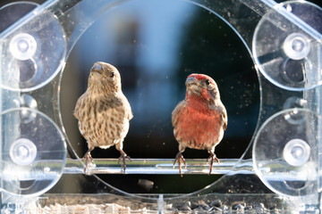 Closeup front of two male, female red, gray house finch birds sitting perched on plastic glass window feeder, sunny day, looking in Virginia, sunflower seeds