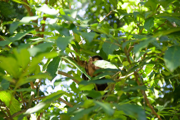 Hidden monkey