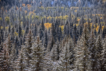 Cypress Hills First Snowfall