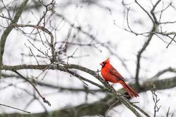 One red northern cardinal bird, Cardinalis, perched on tree branch during cold winter colorful in Virginia looking back, tail and crest