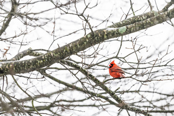 One red northern cardinal bird, Cardinalis, perched on tree branch during cold winter colorful in Virginia looking back, tail