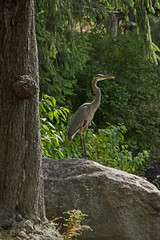 Crane1