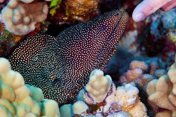 White Mouth Moray Eel