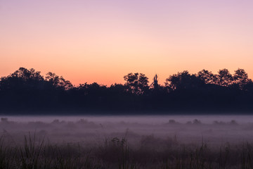 Silhouette of trees over foggy rice fields.