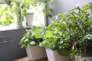 ベランダの家庭菜園の野菜
