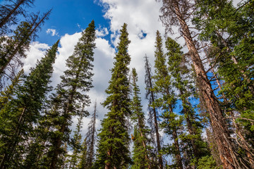 Wide angle photo of spruce and fir trees pointing to the sky. The photo was taken in Medicine Bow National Forest, Wyoming, USA. - 232215134