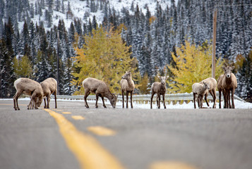 Rocky Mountain Ram Sheep