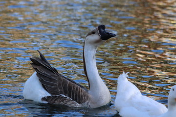 goose in water