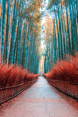Naklejka premium Bamboo forest at Kyoto landmark of Japan