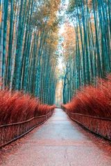 Photo sur Plexiglas Bambou Forêt de bambous au point de repère de Kyoto au Japon