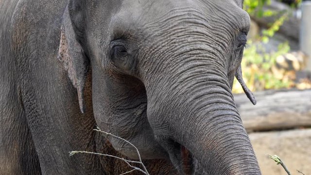 Asian elephant (Elephas maximus) eating twigs