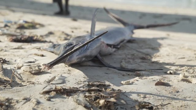 Close up, dead swordfish on Norway beach