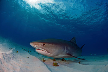 Tiger Shark